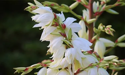 A yw Detholiad Yucca yn Dda i'ch Corff?